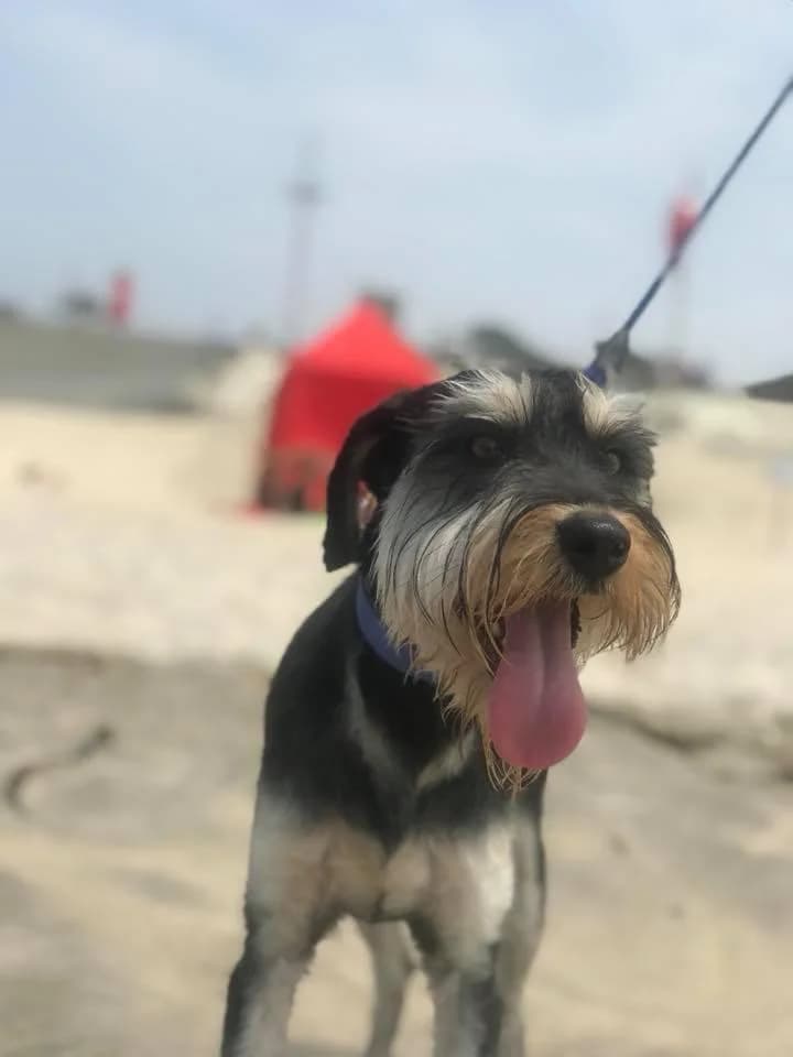 PETIFYC10721 photo 6