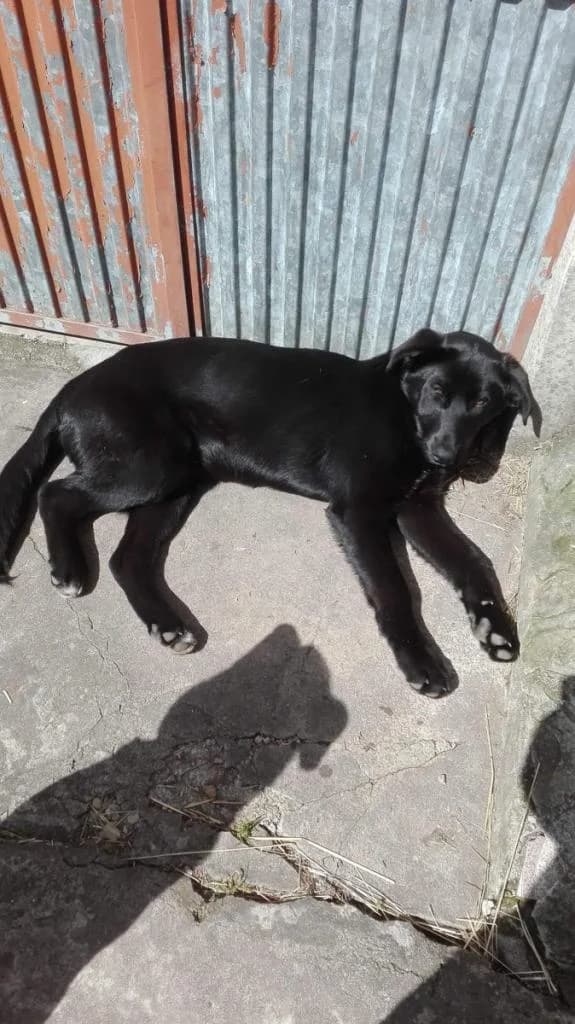 PETIFYC10721 photo 7