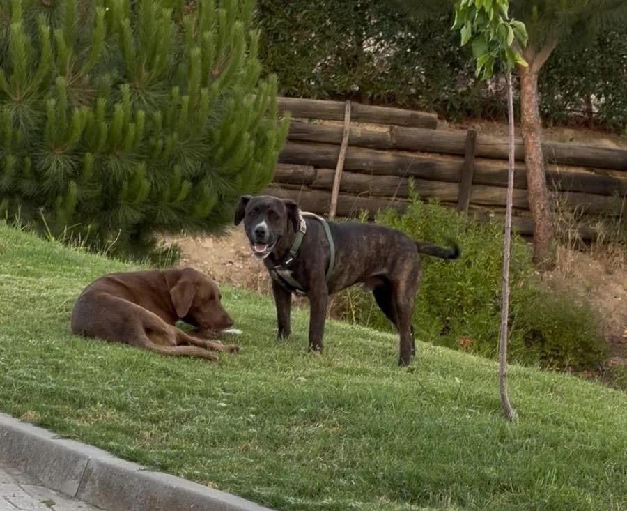 PETIFYC10766 photo 2