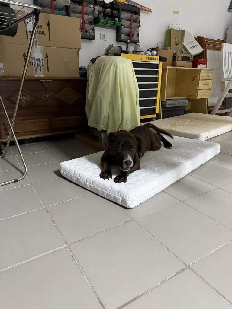 PETIFYC10766 photo 3