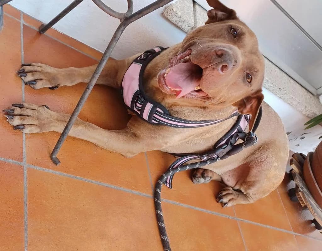 PETIFYC10839 photo 3