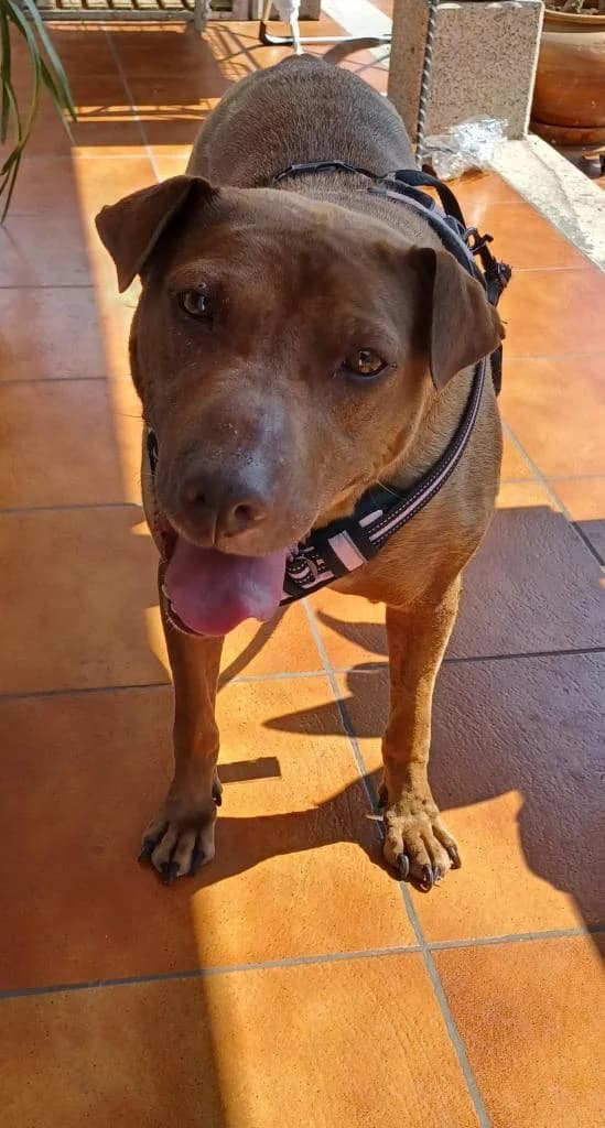 PETIFYC10839 photo 4