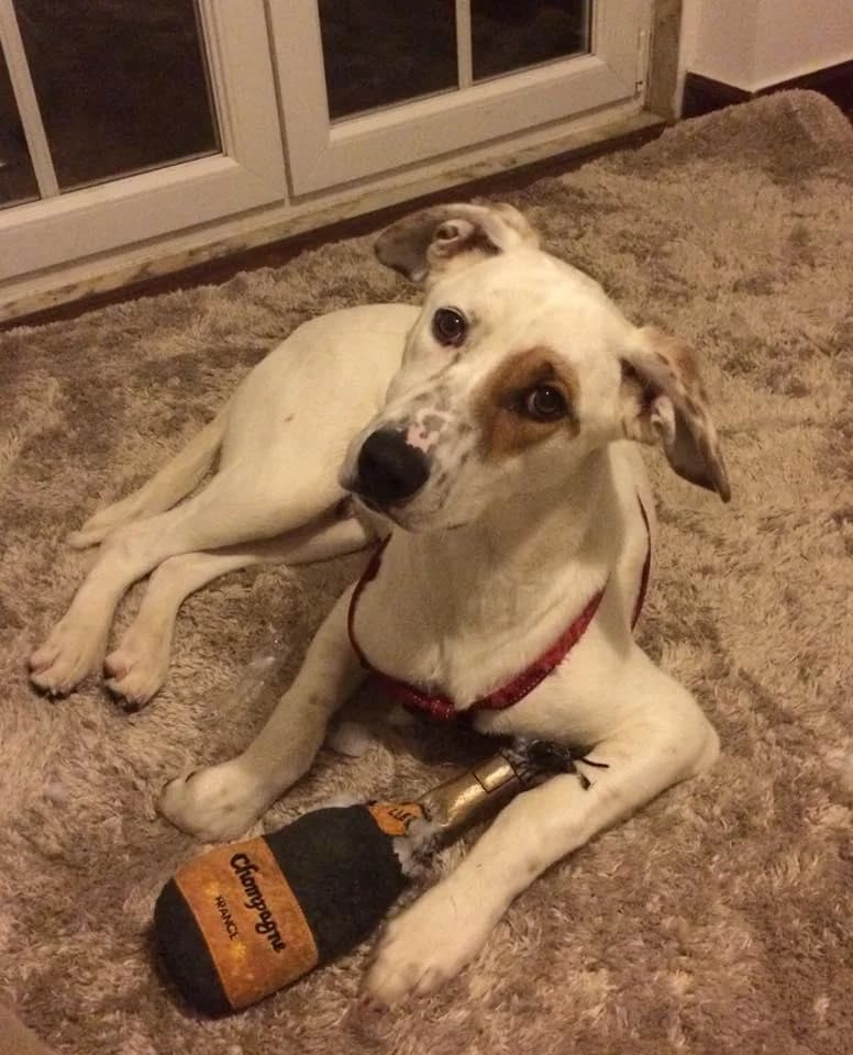 PETIFYC10839 photo 7