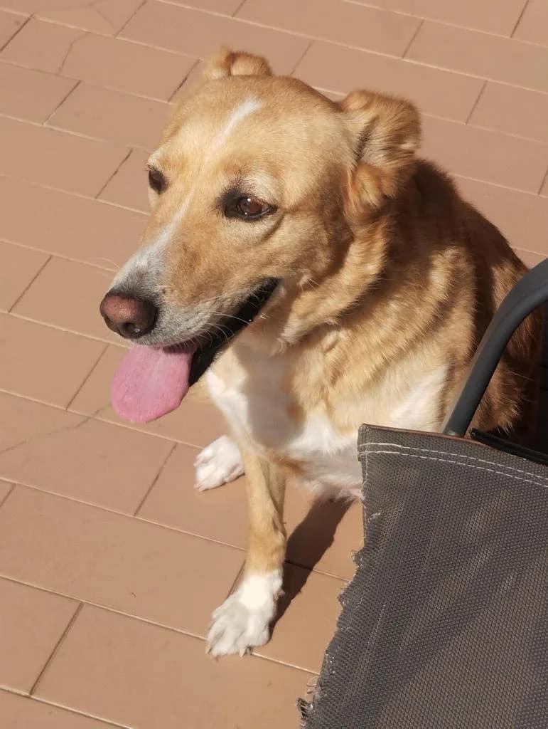 PETIFYC10968 photo 2