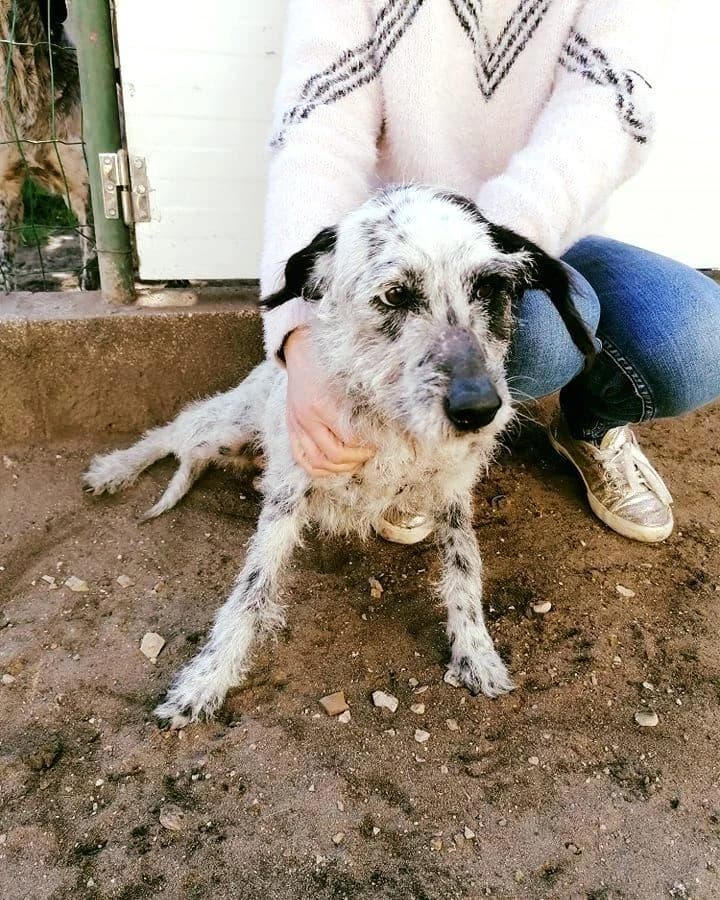 PETIFYC11016 photo 4