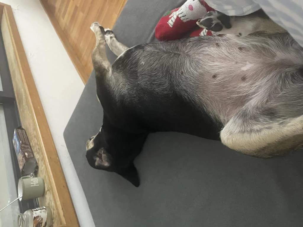 PETIFYC11037 photo 2