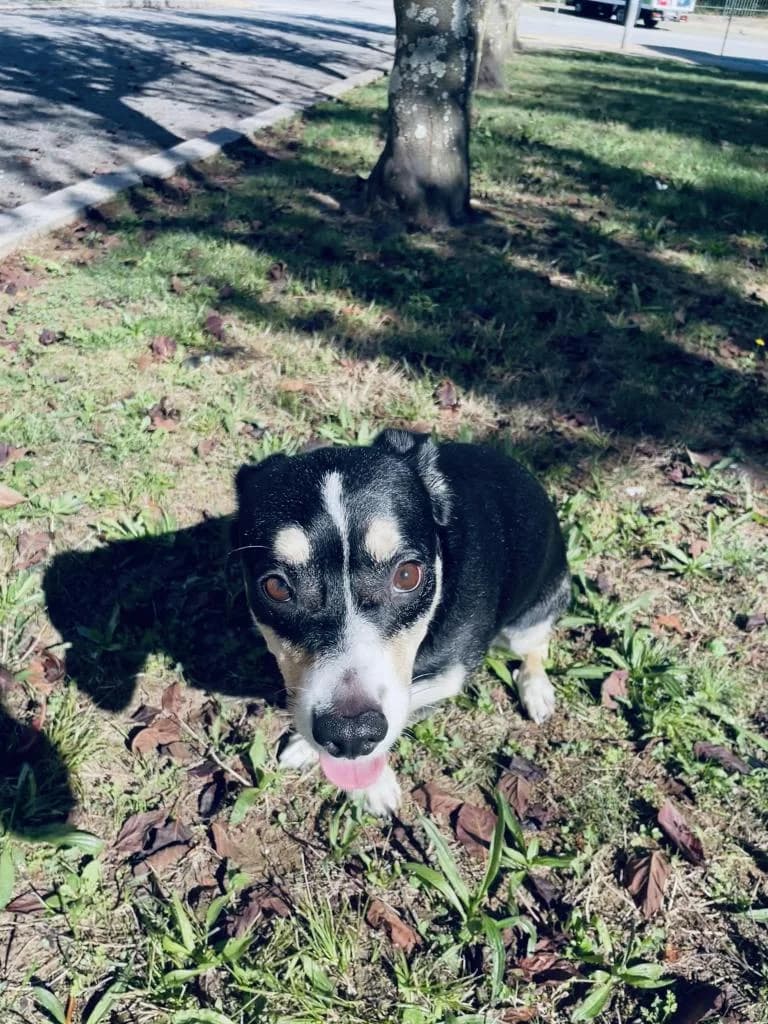 PETIFYC11037 photo 3