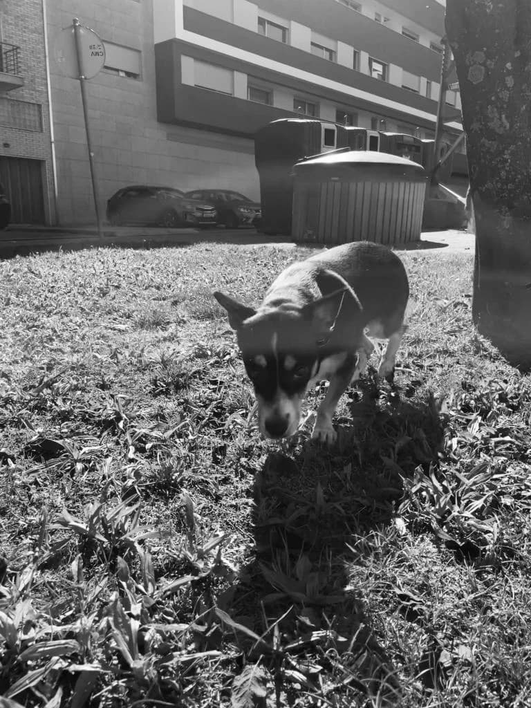 PETIFYC11037 photo 4