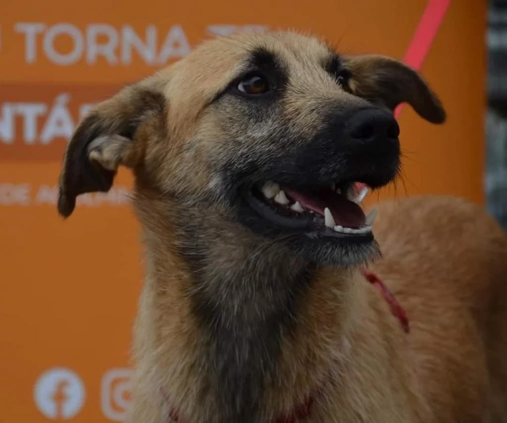 PETIFYC11037 photo 6