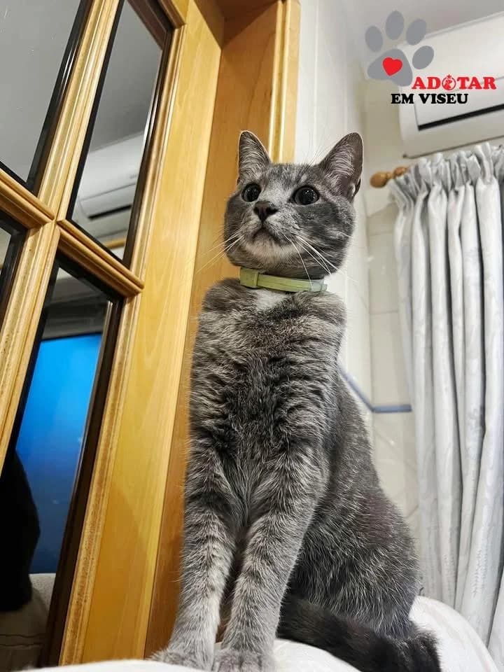 PETIFYG11383 photo 3