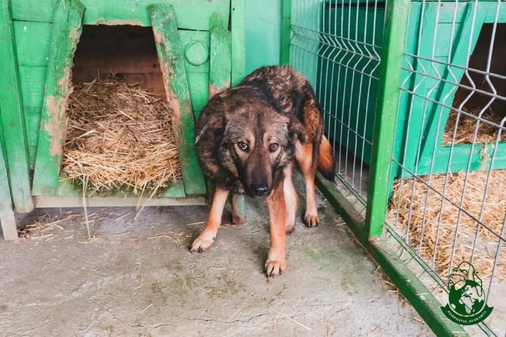 Kali – Supraviețuitoare adăpost public