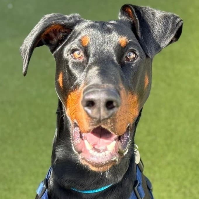 Meet some of the dogs in our care photo 4