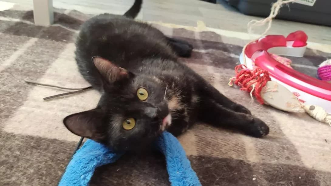 Dzhinks (Джинкс), female 3yo Mixed Breed for adoption at Happy Paw Kyiv Oblast