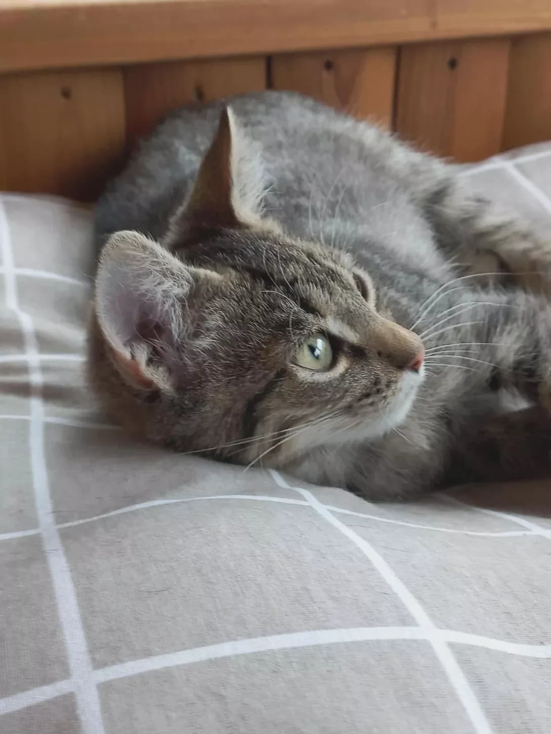 Shprotik (Шпротік), male young Mixed Breed for adoption at Happy Paw Zhytomyr Oblast