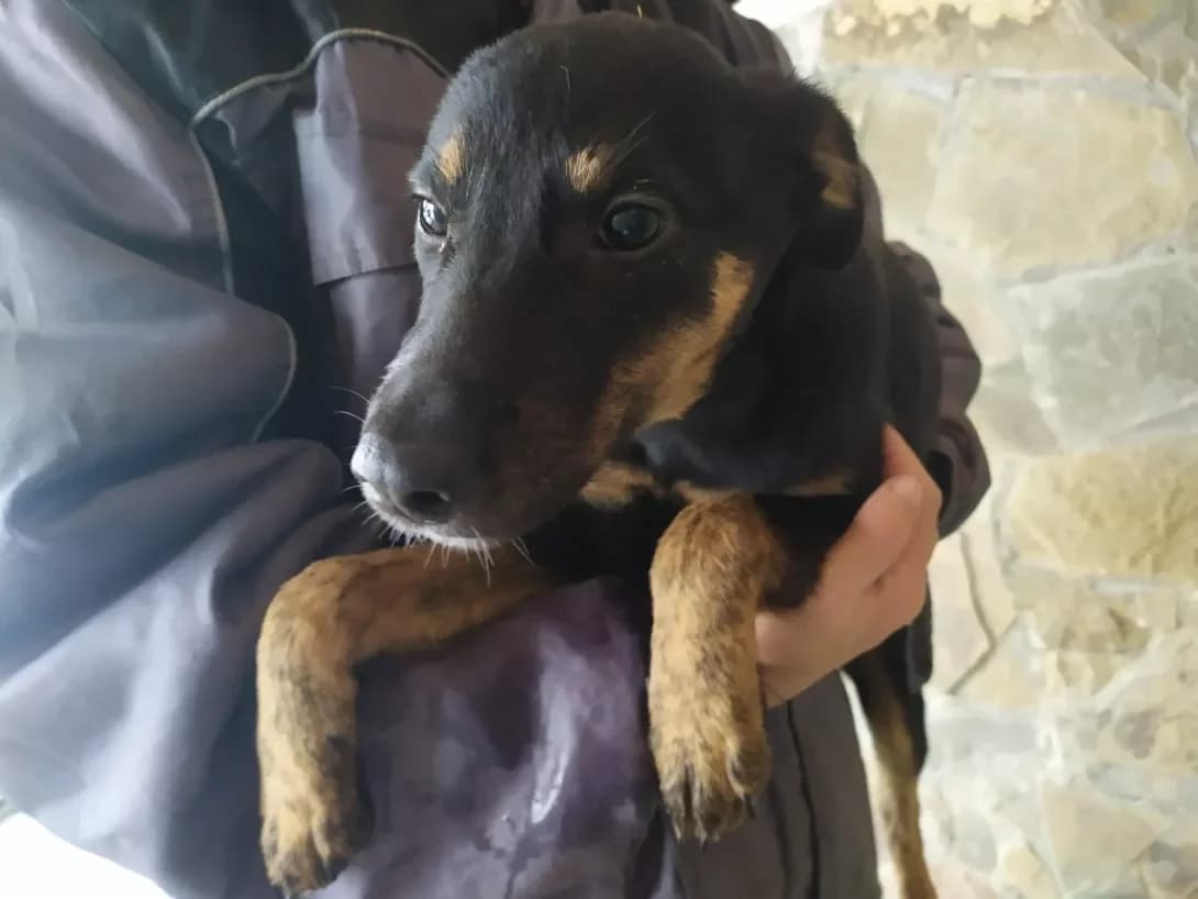 Kiss (Кiсс), female 5yo Mixed Breed for adoption at Happy Paw Kharkiv