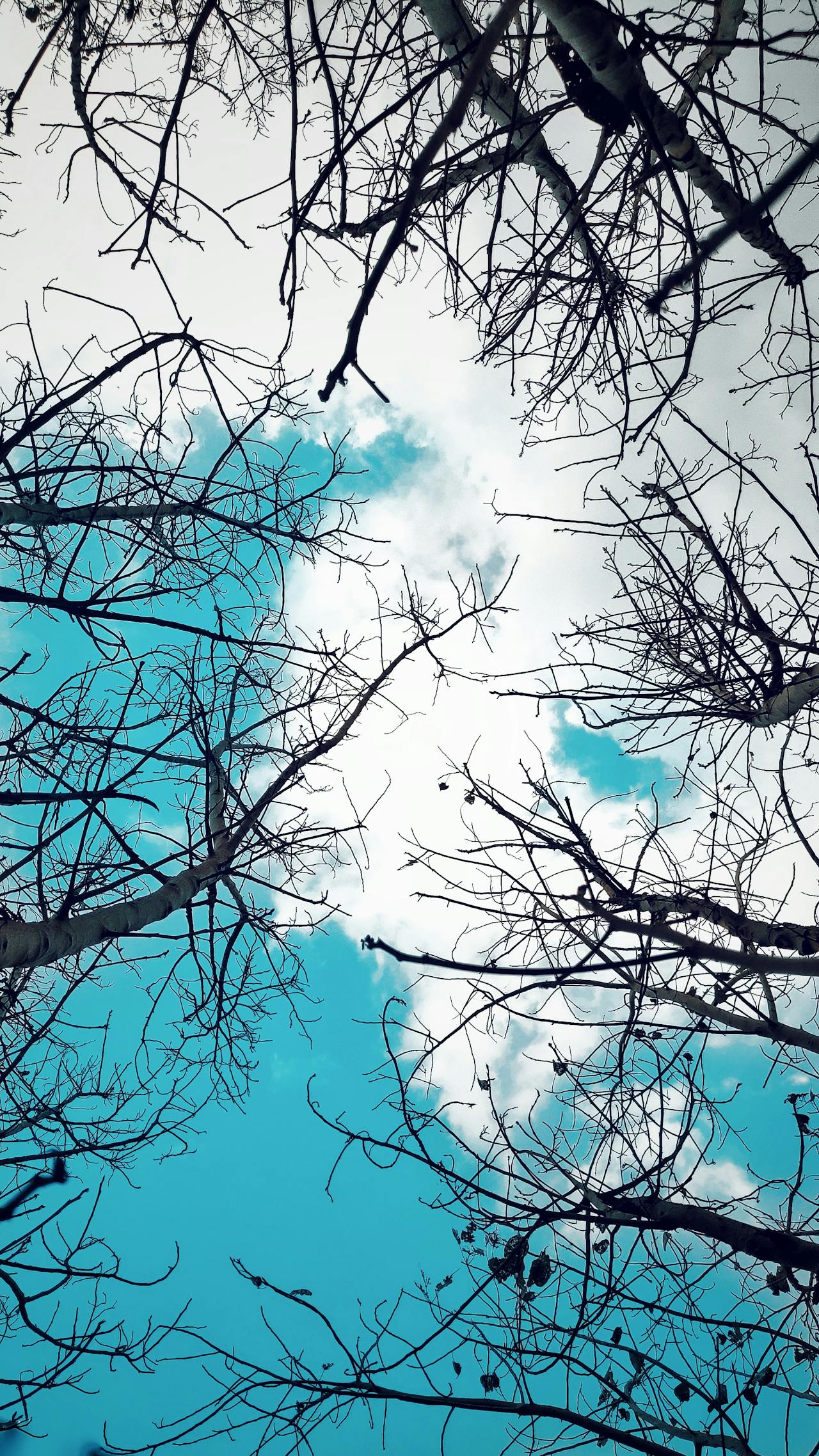 Bringing Your Dog from United States to Latvia: Complete April 2026 Guide