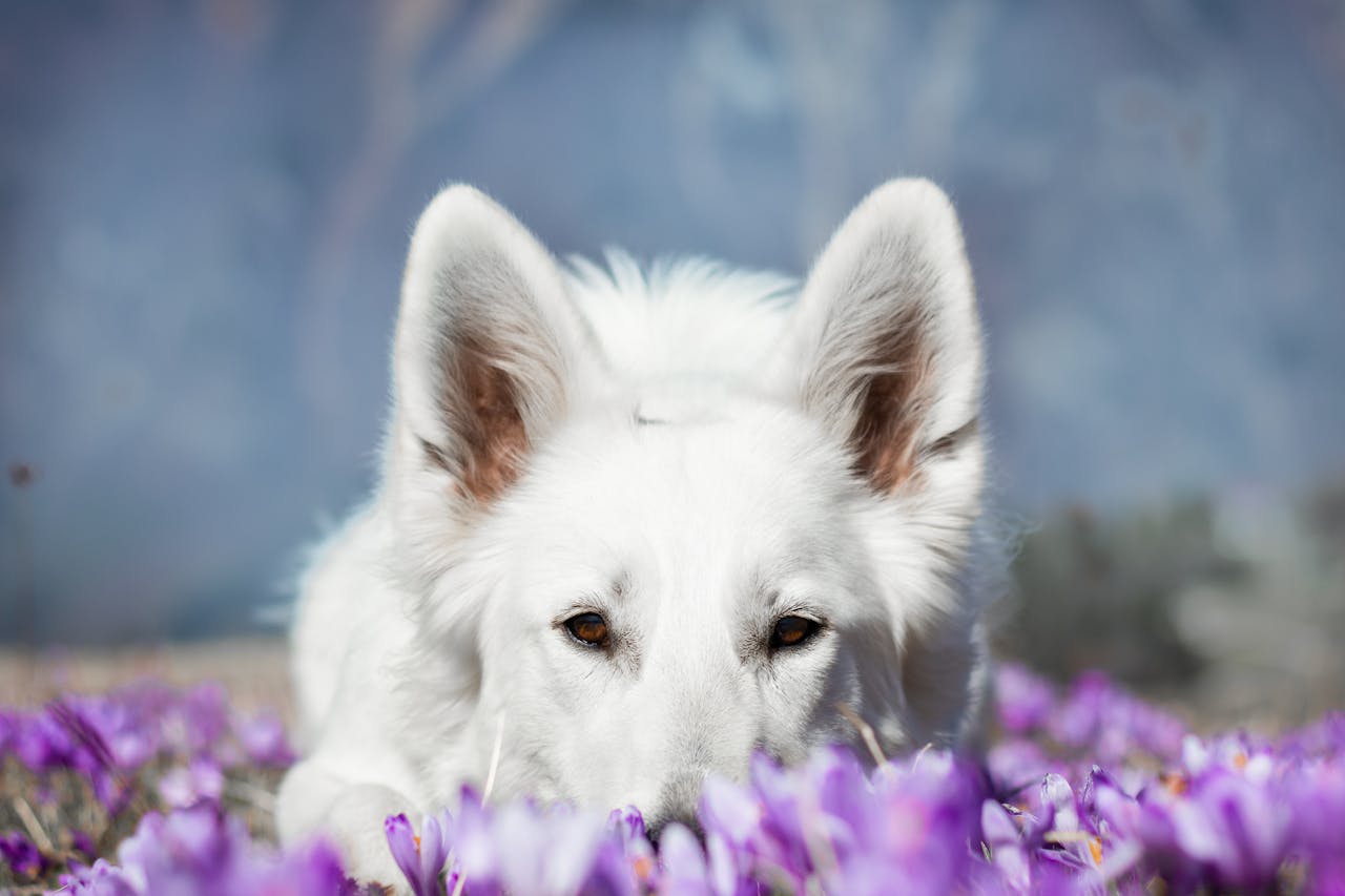 Bringing Your Dog from Canada to Liechtenstein: Complete April 2026 Guide